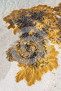 Bladder wrack at the beach