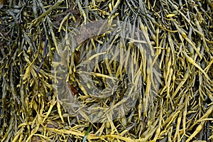 Bladder wrack from a beach in Brittany in close-up