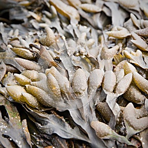 Bladder wrack, fucus vesiculosus sea algae.