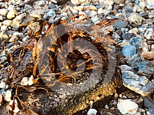 Bladder wrack at Loe Beach