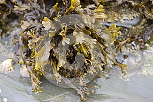 Bladder Wrack Seaweed photo
