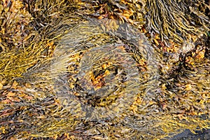 Bladder wrack seaweed