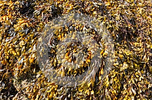 Bladder wrack seaweed