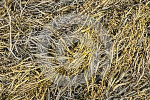 Bladder wrack seaweed background