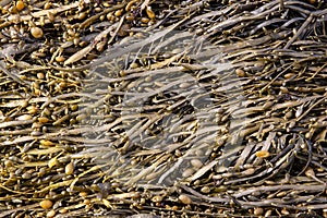 Bladder wrack seaweed background on outdoor