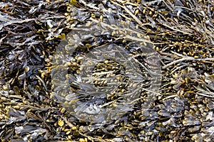 Bladder wrack seaweed background on outdoor