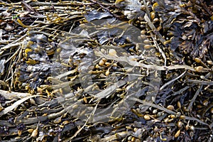 Bladder wrack seaweed background on outdoor