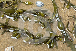 Bladder wrack seaweed in clear water, sand and shells