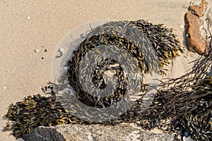 Bladder Wrack seaweed Fucus vesiculosus