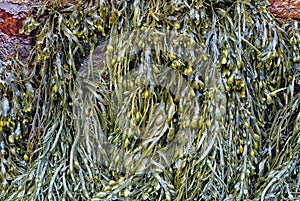 Bladder Wrack seaweed (Fucus vesiculosus) Background.
