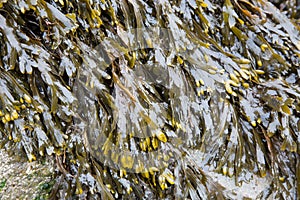 Bladder wrack seaweed
