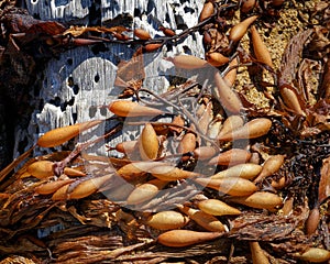 Bladder wrack, seaweed washed up on a beach, east coast, New Zealand