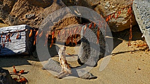 Bladder wrack, seaweed washed up on a beach, east coast, New Zealand