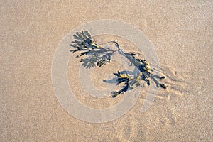 Bladder wrack seaweed on wet sand, Kent