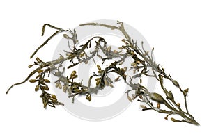 Bladder wrack seaweed on white background