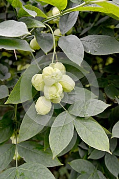 Bladdernut plumose Staphylea pinnata L., fruits and leaves