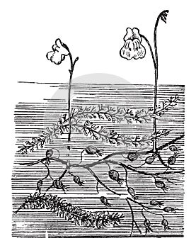 Bladderwort, carnivorous, plant, branches, flower vintage illustration