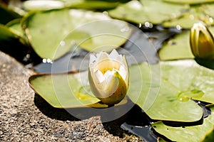 Bladderwort or Utricularia Australis plant in Zurich in Switzerland