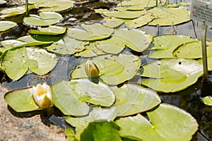 Bladderwort or Utricularia Australis plant in Zurich in Switzerland