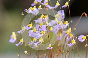 Bladderwort Utricularia bisquamata, flowers and buds photo