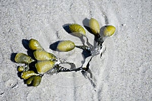 Bladderwrack has been washed ashore on the beach