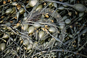 Bladderwrack seaweed