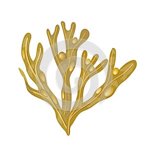 Bladderwrack Seaweed - Fucus vesiculosus. sea plant. isolated