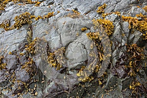 Bladderwrack Seaweeds Clinging on Rock along Oregon coast photo