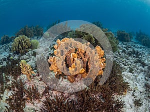 Blade fire coral, Millepora complanata. Bonaire, Caribbean Netherlands. Diving holiday
