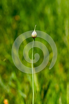 Blade of grass abstract background