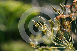 A blade of grass with beautiful drops on a blurry background after rain