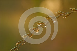 A blade of grass with beautiful drops on a blurry background after rain