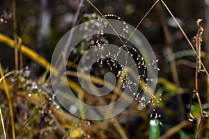 Blade of grass with drops of dew reminiscent of glittering glass beads