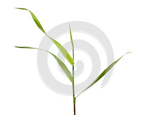 Blade of grass isolated on white