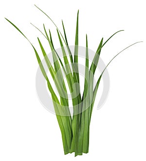 Blade of grass isolated on white