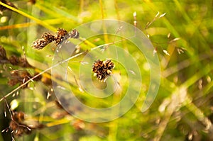 Blade of grass on meadow abstract nature background