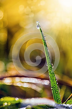 Blade of grass in morning backlit coated drops of morning dew a ground frost.