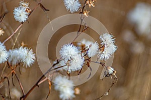 Blades of grass in the morning dew