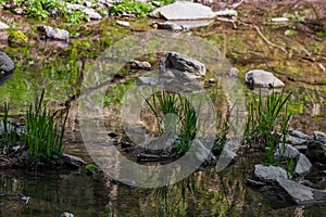 blade of grass with reflection in a creek