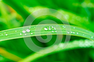 Blade of Grass with water drops