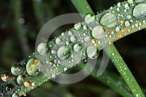 Blade of grass with waterdrops