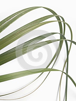 Blade of grass on white abstract background