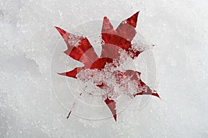 5-blade red maple leaf on snow