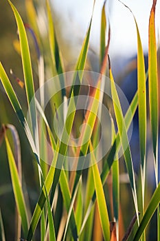 Bladelike leaves of sedge at fall. Grass close up texture background. Nature summer autumn rustic background