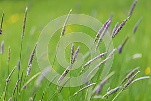 Blades of Alopecurus pratensis, also known as the meadow foxtail