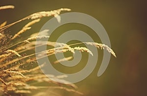 Blades of dry grass over a blurred background.