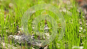 Blades of fresh green grass growing on oak forest outdoors. Grass in the forest. The concept of ecology. Macro view.