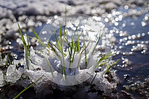 Blades of fresh green grass poking out of snow