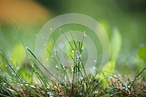 Blades of fresh green spring grass with raindrops