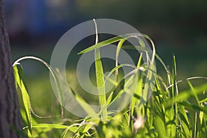 Blades of fresh spring grass backlit macro